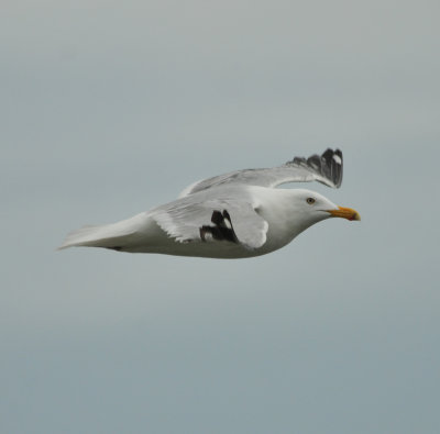 Herring Gull, adult with almost full red bill spot