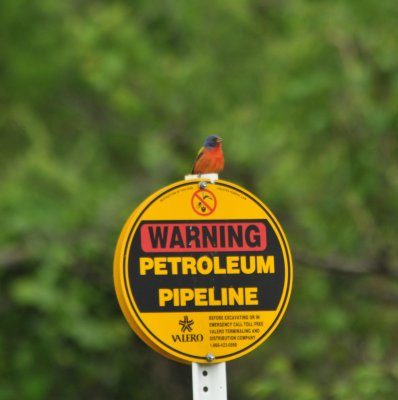 Painted Bunting