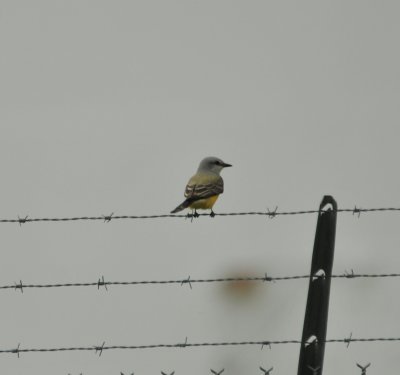 Western Kingbird - Scissor-tailed Flycatcher hybrid