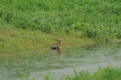 Black-bellied Whistling Ducks