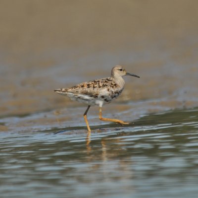 Reeve (female Ruff)