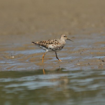 Reeve (female Ruff)