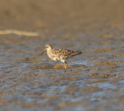 Reeve (female Ruff)