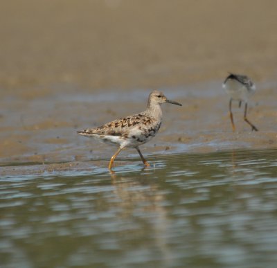 Reeve (female Ruff)