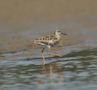 Reeve (female Ruff)