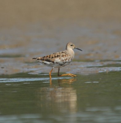 Reeve (female Ruff)