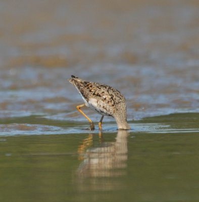 Reeve (female Ruff)