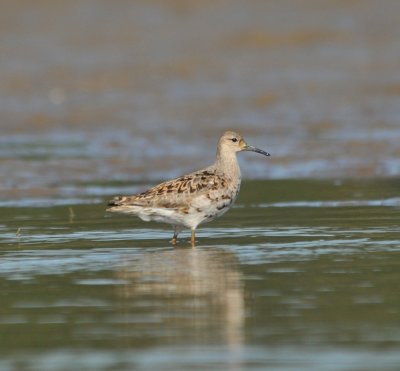 Reeve (female Ruff)