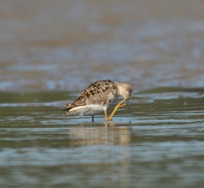 Reeve (female Ruff)