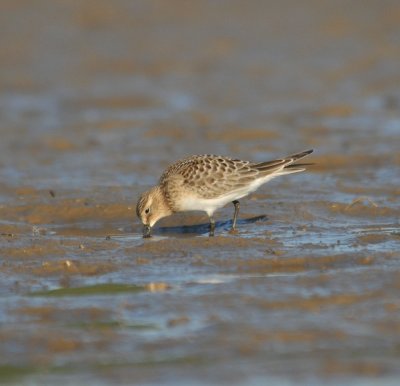 Baird's Sandpiper