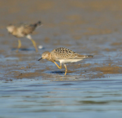 Buff-breasted Sandpiper