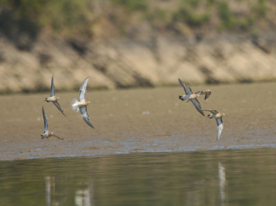 Buff-breasted Sandpipers