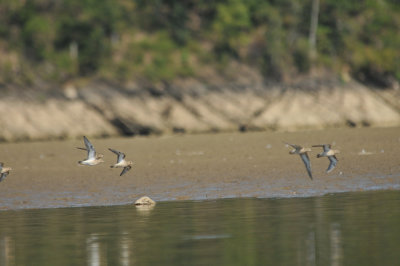 Buff-breasted Sandpipers