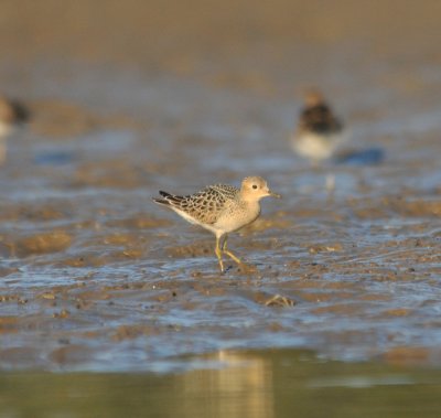 Buff-breasted Sandpiper.jpg