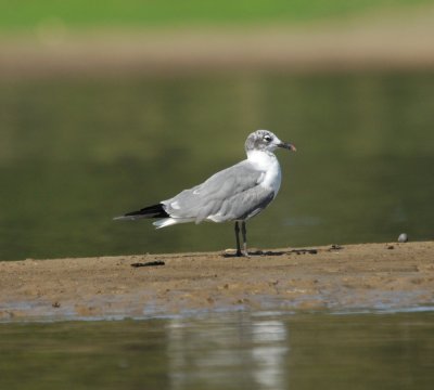 Laughing Gull