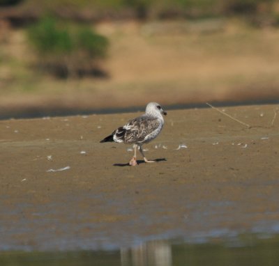 Lesser Black-backed Gull