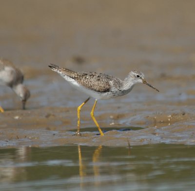 Lesser Yellowlegs