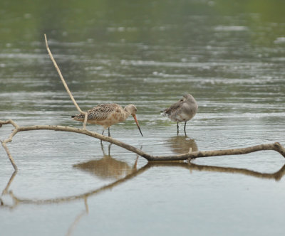 Hudsonian and Marbled Godwit