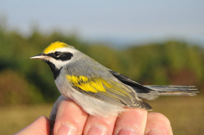 Golden-winged Warbler