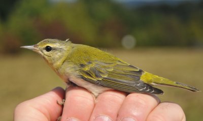 Tennessee Warbler