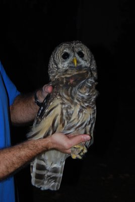 Fall-Winter 2011 Owl Banding