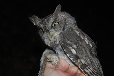 Eastern Screech Owl (gray phase), 12 Oct 2011, Nashville