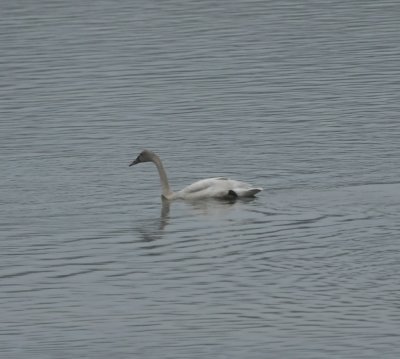 Tundra Swan, Parksville Lake, Polk Co., TN