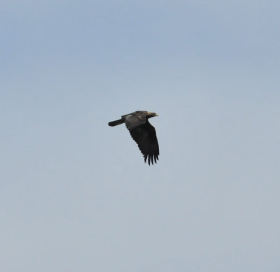Golden Eagle, TN NWR, 28 Dec 2011