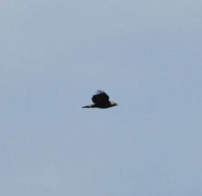 Golden Eagle, TN NWR, 28 Dec 2011