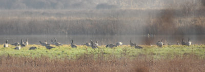 Geese