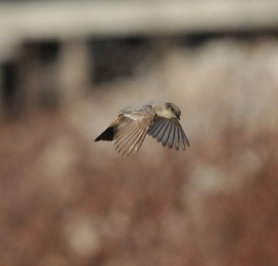 Hatchie NWR, Say's Phoebe, 2 Feb 2012