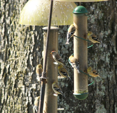 Early 2012 birds
