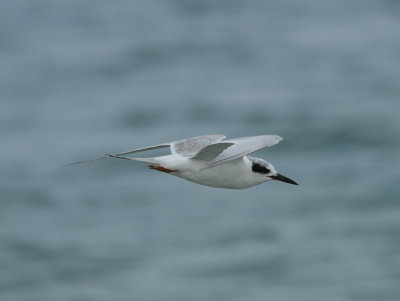 Forster's Tern, Wrightsville Beach, NC, 11 Feb 12