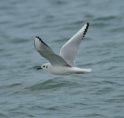 Bonaparte's Gull, Wrightsville Beach, NC, 11 Feb 12