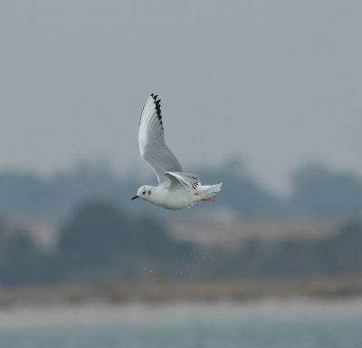 Bonaparte's Gull, Wrightsville Beach, NC, 11 Feb 12