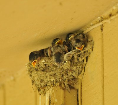 Barn Swallow chicks, Shelby Forest SP, 16 May 12