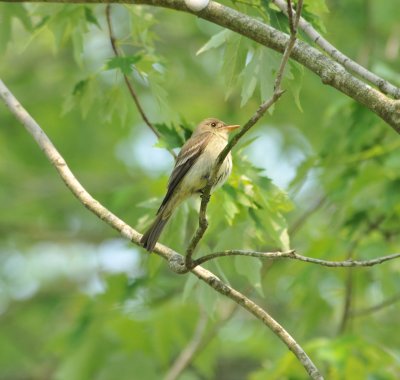 Eastern Wood Pewee, Shelby Forest SP, 16 May 12