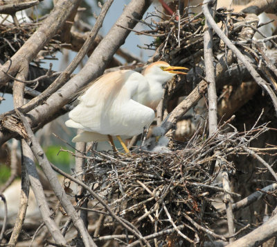 Cattle Egret shading chicks, Woods Reservoir, 25 May 12