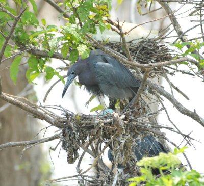 Little Blue Heron with eggs, Woods Reservoir, 25 May 12