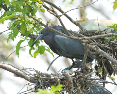 Little Blue Heron, Woods Reservoir, 25 May 12