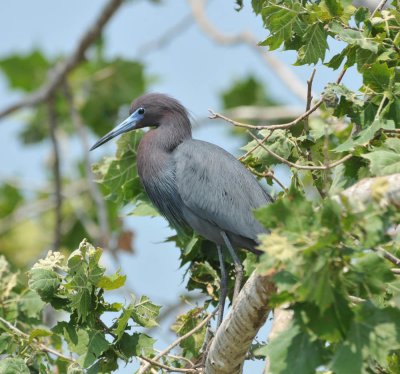 Little Blue Heron, Woods Reservoir, 25 May 12