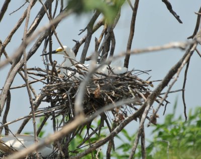 Snowy Egret nest, Woods Reservoir, 25 May 12