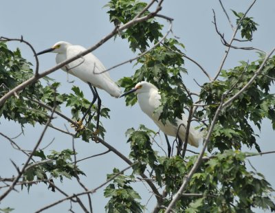 Snowy Egret pair (high breeding plumage), Woods Reservoir, 25 May 12