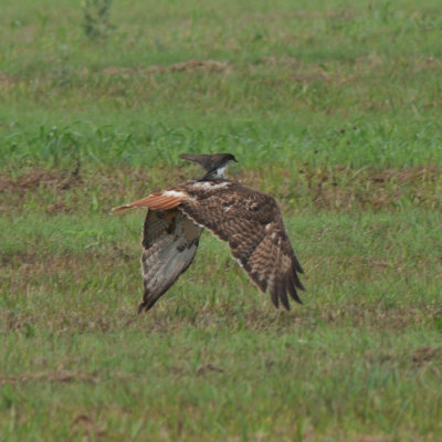 Red-tailed Hawk with Eastern Kingbird along for the ride