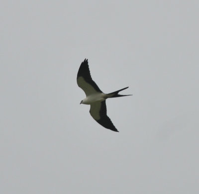 Swallow-tailed Kite (1 of 5 birds), Bledsoe Co., TN, 3 Aug 12