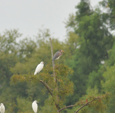 Tricolored Heron, Duck River Unit, TN NWR, 26 Aug 12