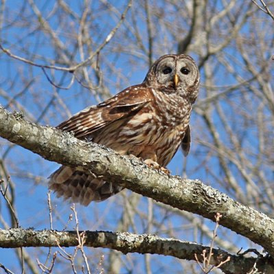Barred Owl - Bayou WMA