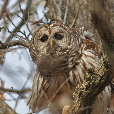 Barred Owl - Bayou WMA