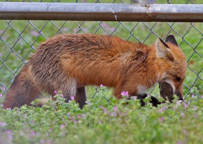 Red Fox - Near Grider Field