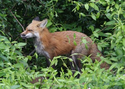 Red Fox - Grider Field